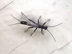 Allocapnia pygmaea