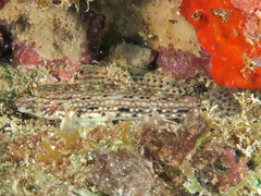Istigobius decoratus