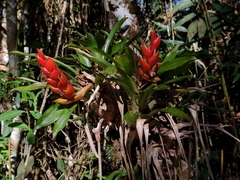 False buttonweed (Heterostachys)