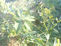 Cestrum parqui
