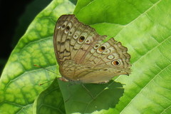 Junonia atlites atlites