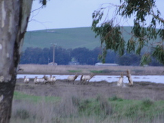 Cervus canadensis nannodes