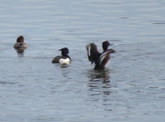 Aythya fuligula