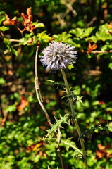 Echinops ritro ruthenicus
