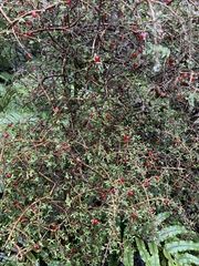 Coprosma dumosa