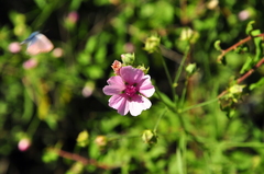 Althaea