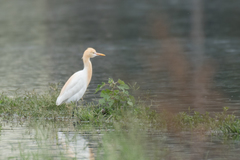 Bubulcus ibis