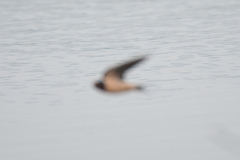 Hirundo rustica