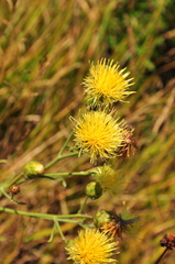 Centaurea salonitana
