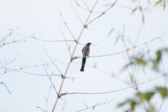 Dendrocitta formosae formosae