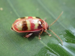 Asphaera quadrifasciata