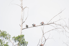 Streptopelia tranquebarica humilis