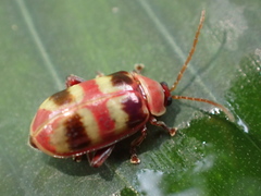 Asphaera quadrifasciata