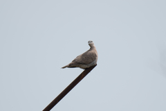 Streptopelia tranquebarica humilis