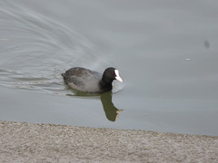 Fulica atra