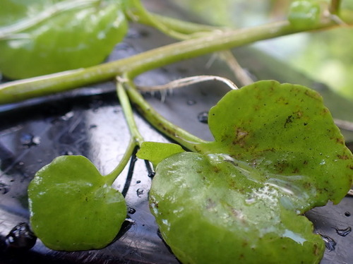 Image of Nasturtium floridanum by (c) mfeaver, some rights reserved (CC BY)
