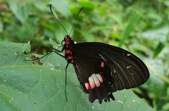 Parides anchises nephalion