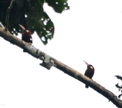 Galbalcyrhynchus leucotis