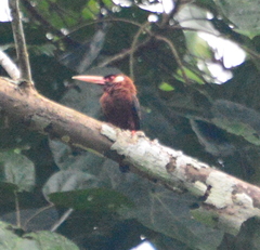 Galbalcyrhynchus leucotis