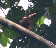Galbalcyrhynchus leucotis