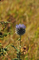 Echinops ritro ruthenicus