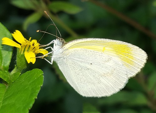 Banded Yellow