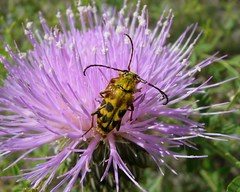 Typocerus octonotatus
