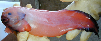 Elassodiscus tremebundus
