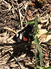 Psychomorpha epimenis