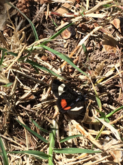 Psychomorpha epimenis