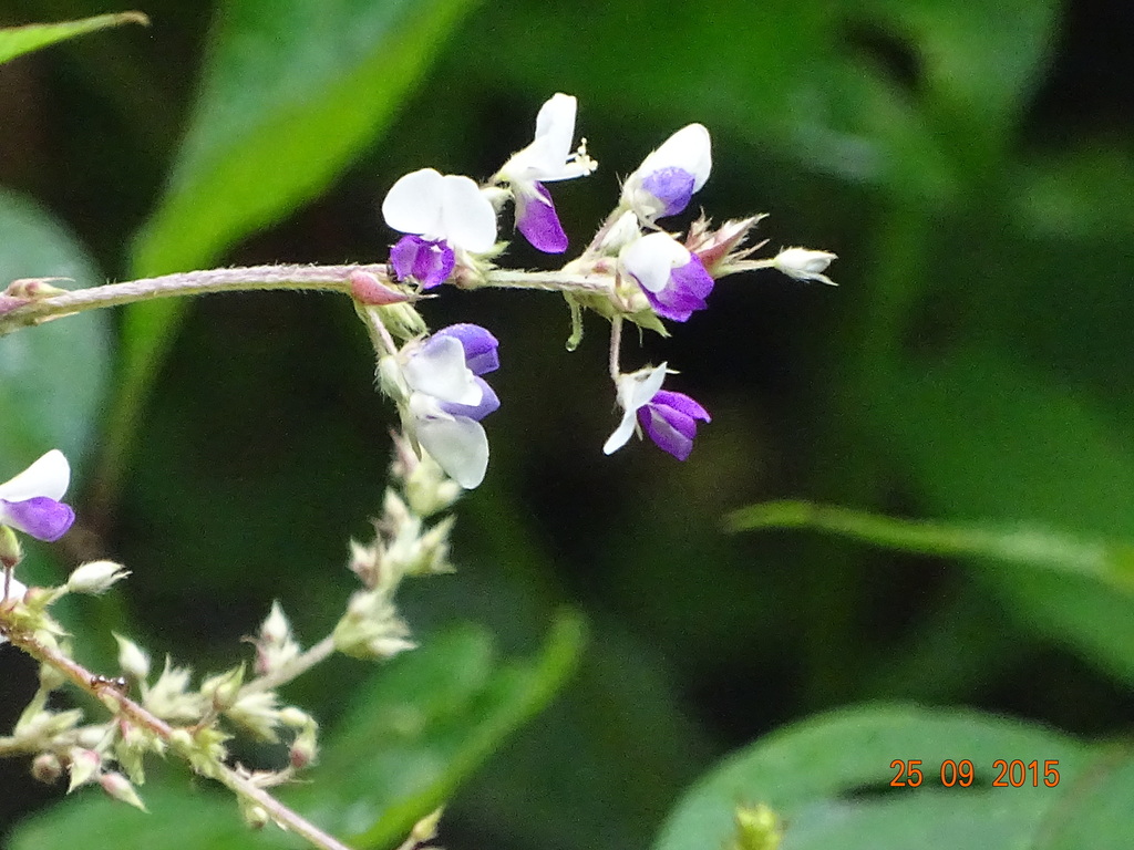 Desmodium laxiflorum (Desmodium laxiflorum)