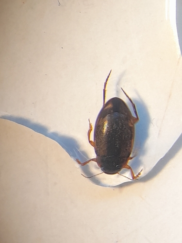 Antiporus femoralis