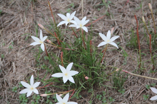 Image of Zephyranthes traubii by (c) Texas Bird Family, some rights reserved (CC BY)
