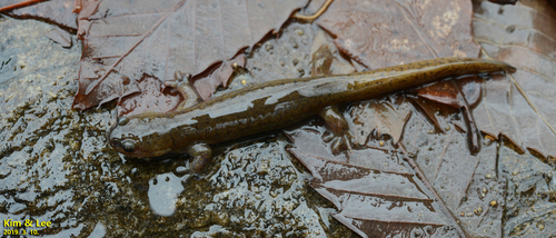 Korean Small Salamander, Hynobius unisacculus