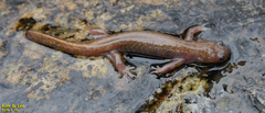 Hynobius geojeensis