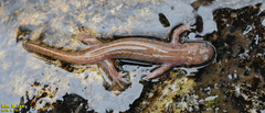 Hynobius geojeensis