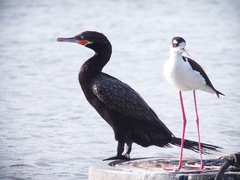 Nannopterum brasilianum