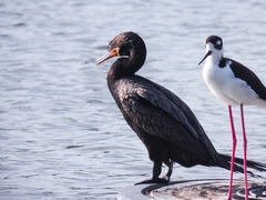 Nannopterum brasilianum