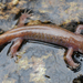 Geoje Salamander - Photo (c) Kim, Hyun-tae, some rights reserved (CC BY), uploaded by Kim, Hyun-tae