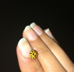 Harmonia axyridis