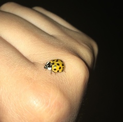 Harmonia axyridis