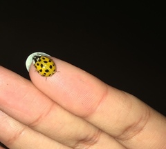 Harmonia axyridis
