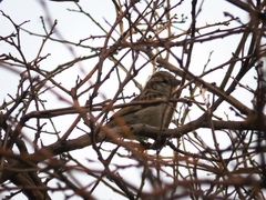 Passer domesticus