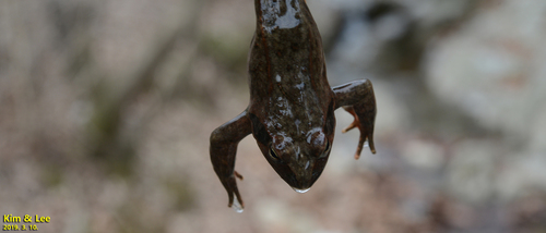 Dybowski's Frog