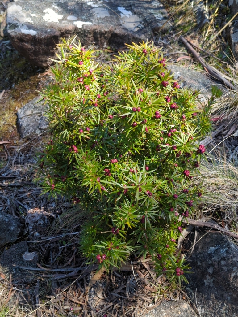 Cheeseberry from Sorell, AU-TS, AU on October 8, 2023 at 12:24 PM by ...