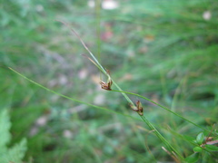 Carex allanii