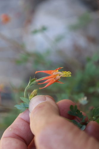 Image of Aquilegia desertorum by no rights reserved