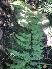 Pteris friesii