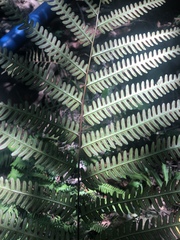 Pteris friesii