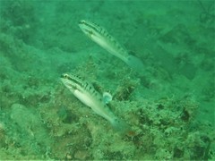 Amblygobius stethophthalmus